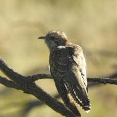 Cacomantis pallidus (Pallid Cuckoo) at Angledool, NSW - 1 May 2022 by SimoneC