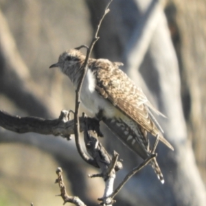 Cacomantis pallidus at Angledool, NSW - 1 May 2022