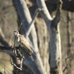 Cacomantis pallidus at Angledool, NSW - 1 May 2022