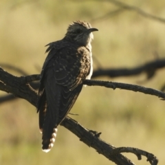 Cacomantis pallidus at Angledool, NSW - 1 May 2022 04:00 PM