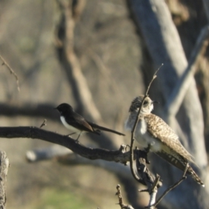 Rhipidura leucophrys at Angledool, NSW - 1 May 2022 03:57 PM