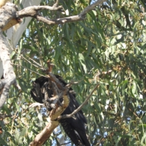 Calyptorhynchus banksii at Brewarrina, NSW - 2 May 2022