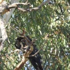 Calyptorhynchus banksii (Red-tailed Black-cockatoo) at Brewarrina, NSW - 2 May 2022 by SimoneC