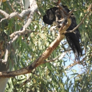 Calyptorhynchus banksii at Brewarrina, NSW - 2 May 2022 10:52 AM