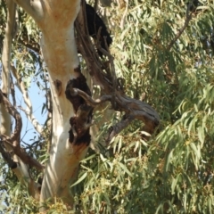 Calyptorhynchus banksii at Brewarrina, NSW - 2 May 2022