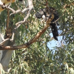 Calyptorhynchus banksii at Brewarrina, NSW - 2 May 2022