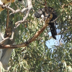 Calyptorhynchus banksii at Brewarrina, NSW - 2 May 2022 10:52 AM