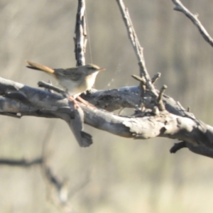 Cincloramphus mathewsi at Angledool, NSW - 1 May 2022 03:52 PM