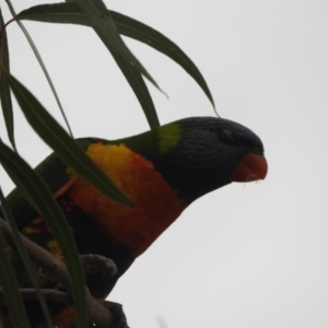 Trichoglossus moluccanus at Lightning Ridge, NSW - 24 Apr 2022 10:04 AM