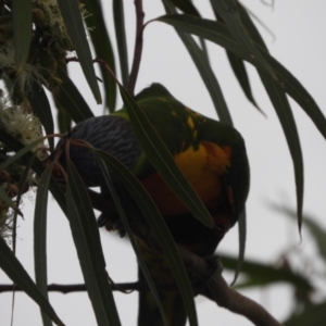 Trichoglossus moluccanus at Lightning Ridge, NSW - 24 Apr 2022 10:04 AM