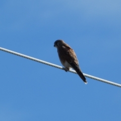 Falco cenchroides (Nankeen Kestrel) at Burra, NSW - 9 May 2022 by SteveBorkowskis