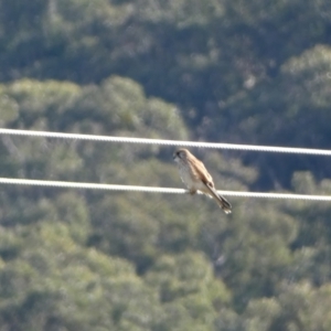 Falco cenchroides at Burra, NSW - 9 May 2022