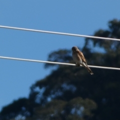 Falco cenchroides at Burra, NSW - 9 May 2022