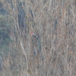 Callocephalon fimbriatum at Burra, NSW - suppressed