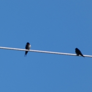 Hirundo neoxena at Burra, NSW - 9 May 2022