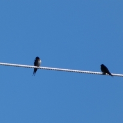 Hirundo neoxena (Welcome Swallow) at Burra, NSW - 9 May 2022 by Steve_Bok