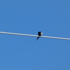 Hirundo neoxena at Burra, NSW - 9 May 2022