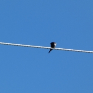 Hirundo neoxena at Burra, NSW - 9 May 2022