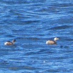 Tachybaptus novaehollandiae (Australasian Grebe) at East Jindabyne, NSW - 7 May 2022 by SteveBorkowskis