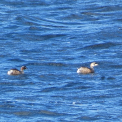 Tachybaptus novaehollandiae (Australasian Grebe) at East Jindabyne, NSW - 7 May 2022 by Steve_Bok