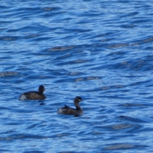 Tachybaptus novaehollandiae at East Jindabyne, NSW - 7 May 2022