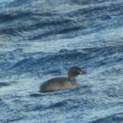 Tachybaptus novaehollandiae at East Jindabyne, NSW - suppressed