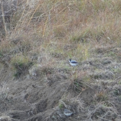 Epthianura albifrons (White-fronted Chat) at East Jindabyne, NSW - 7 May 2022 by SteveBorkowskis