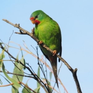 Lathamus discolor at Campbell, ACT - suppressed