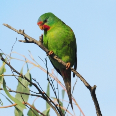 Lathamus discolor (Swift Parrot) at Katoomba Park, Campbell - 8 May 2022 by Harrisi
