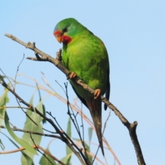 Lathamus discolor (Swift Parrot) at Katoomba Park, Campbell - 8 May 2022 by Harrisi