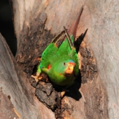 Lathamus discolor at Campbell, ACT - suppressed