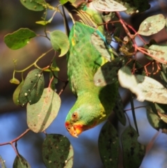 Lathamus discolor at Campbell, ACT - suppressed