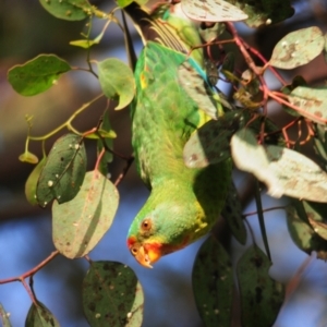 Lathamus discolor at Campbell, ACT - suppressed