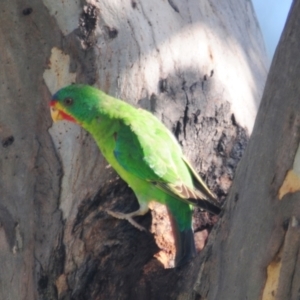 Lathamus discolor at Campbell, ACT - suppressed