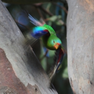 Lathamus discolor at Campbell, ACT - suppressed