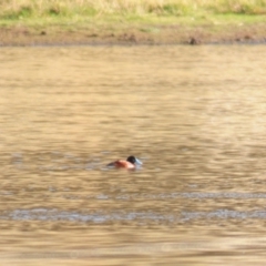 Oxyura australis (Blue-billed Duck) at QPRC LGA - 7 May 2022 by Harrisi