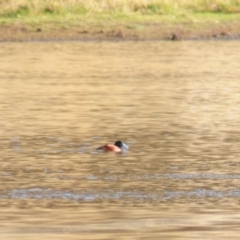 Oxyura australis (Blue-billed Duck) at Bungendore, NSW - 7 May 2022 by Harrisi
