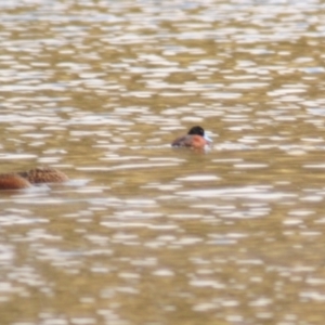 Oxyura australis at Bungendore, NSW - 7 May 2022