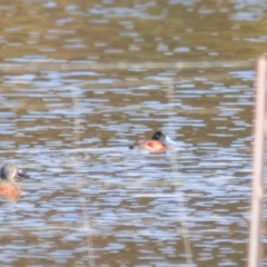 Oxyura australis at Bungendore, NSW - 7 May 2022