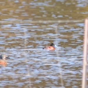 Oxyura australis at Bungendore, NSW - 7 May 2022