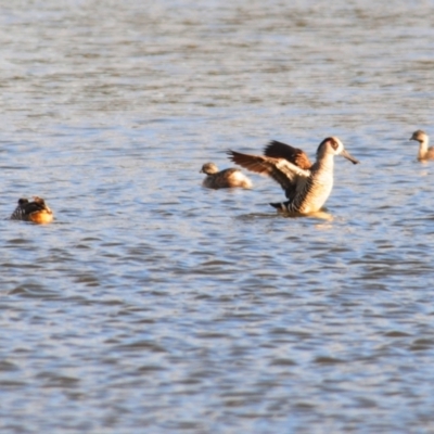 Malacorhynchus membranaceus (Pink-eared Duck) at QPRC LGA - 7 May 2022 by Harrisi