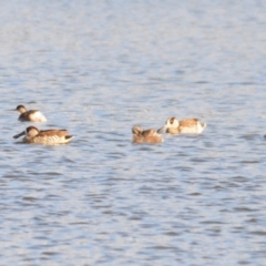 Malacorhynchus membranaceus at Bungendore, NSW - 7 May 2022