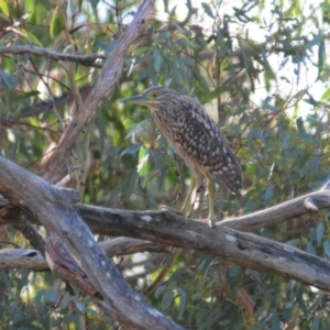 Nycticorax caledonicus at Frogmore, NSW - 29 Apr 2022