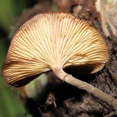 Unidentified Cap on a stem; gills below cap [mushrooms or mushroom-like] (TBC) at Acton, ACT - 6 May 2022 by TimL