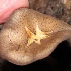 zz agaric (stem; gills white/cream) at Acton, ACT - 6 May 2022