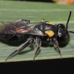 Leioproctus (Leioproctus) irroratus (Yellow-shouldered Bee) at Acton, ACT - 6 May 2022 by TimL