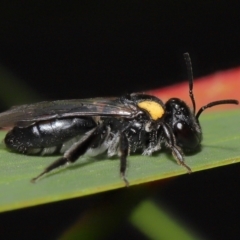 Leioproctus (Leioproctus) irroratus at Acton, ACT - 6 May 2022