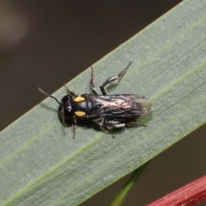 Leioproctus (Leioproctus) irroratus at Acton, ACT - 6 May 2022