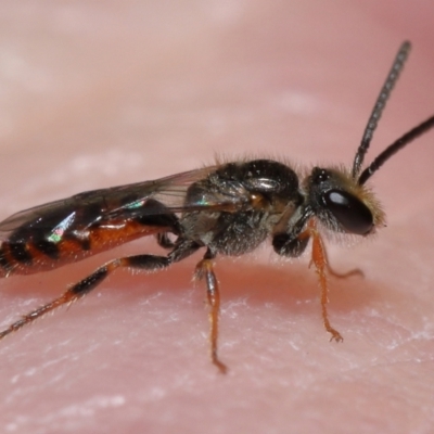 Lasioglossum (Homalictus) punctatum (A halictid bee) at Acton, ACT - 6 May 2022 by TimL