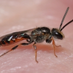 Homalictus (Homalictus) punctatus (A halictid bee) at Acton, ACT - 6 May 2022 by TimL